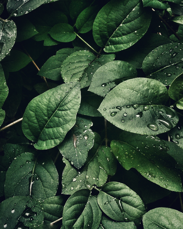 What is Kava?