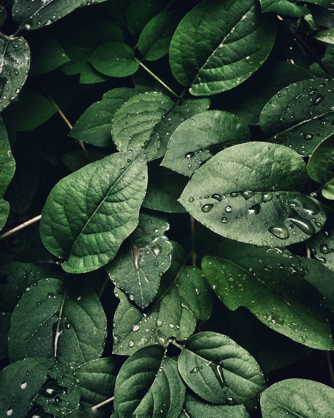 What is Kava?
